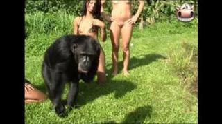 porn monkey and brasilian girls porn