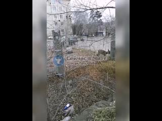 porn молодая козочка забежала в ограду газгольдера в сосновом бору porn
