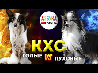 porn кхс голые и пуховые стрижка уход груминг эпиляция и солярий porn