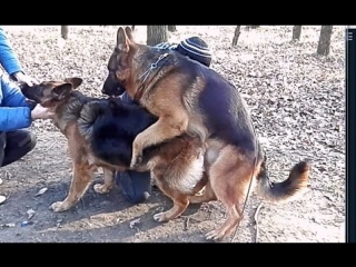 porn первая вязка дакара немецкие овчарки hard mating german shepherds одесса porn