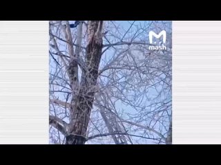 porn мужчина молодые 18 летнюю девочку и пытался спрятаться от полиции на дереве porn