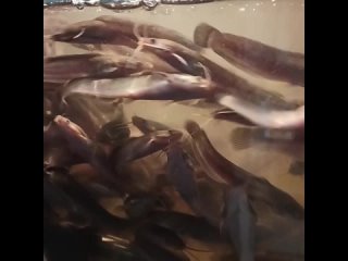 porn aabgvefcz vid 251420902 004601 431 mp4 porn