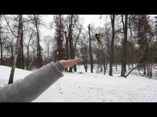 porn прикоснуться к природе всегда очень приятно кормим птичек в дворцовом парке гатчины 29 11 2022 г porn