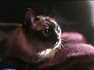 porn опасный эксперимент зловещий зверь опасные желанияtomcat dangerous desires 1993 porn