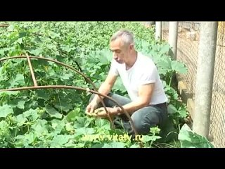 porn огурец самотык это самое крутое видео как лечить геморой огурчик в попку a hrefмузыкальные инструменты porn