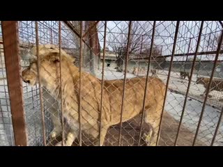 porn две молоды и самые ласковые львицы тайгана porn