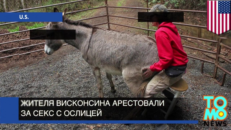 porn особое мнение жителя висконсина арестовали за секс с ослицей porn