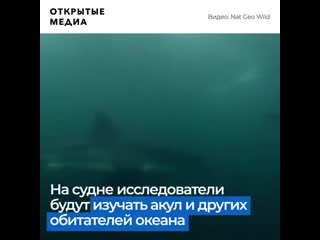 porn учёные воссоздадут лодку из челюстей для изучения акул porn