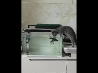 porn нравится моему котьке пить водичку в аквариуме porn