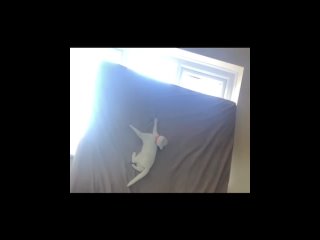 porn моя кошечка воспользовалась моментом porn