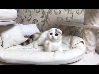 porn kalani nimfa энергичная и забавная девочка porn
