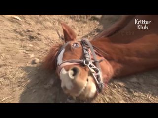 porn лошадь притворяется мёртвой каждый раз когда её пытаются оседлать porn