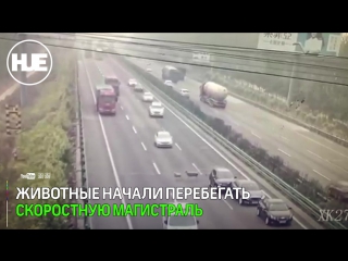 porn в пекине смертельное дтп из за баранов попало на видео porn
