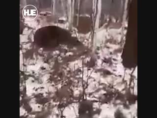 porn на камчатке парень защитил младшего брата от медведя ценой собственной жизни porn