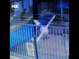 porn в перми медведь в зоопарке застрял в бочке porn