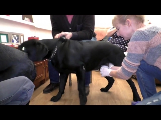porn искусственное осеменение лабрадоров artificial insemination labrador одесса porn