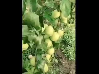porn на это невозможно спокойно смотреть хочется попробовать всё и сразу porn