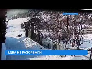 porn едва не разорвали случаи с нападениями уличных молодые на жителей иркутской области все чаще мелькают в новостной porn