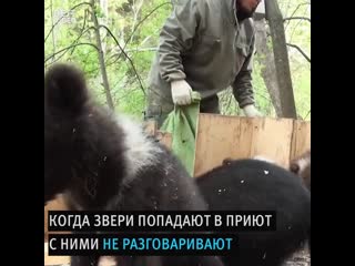 porn приют для медвежат сирот ghb n lkz vtldtfn cbhjn porn