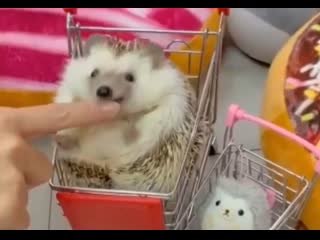 porn prickly patties 41 porn
