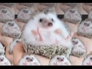 porn prickly patties 91 porn