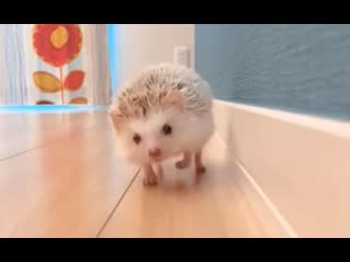 porn prickly patties 44 porn