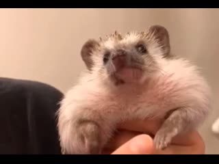 porn prickly patties 134 porn