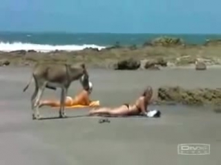 porn розовая страсть в цвете межрассовых отношений porn