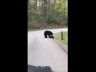porn redditsave com black bear making sure all her cubs cross the vzg93ykg1ij61 porn