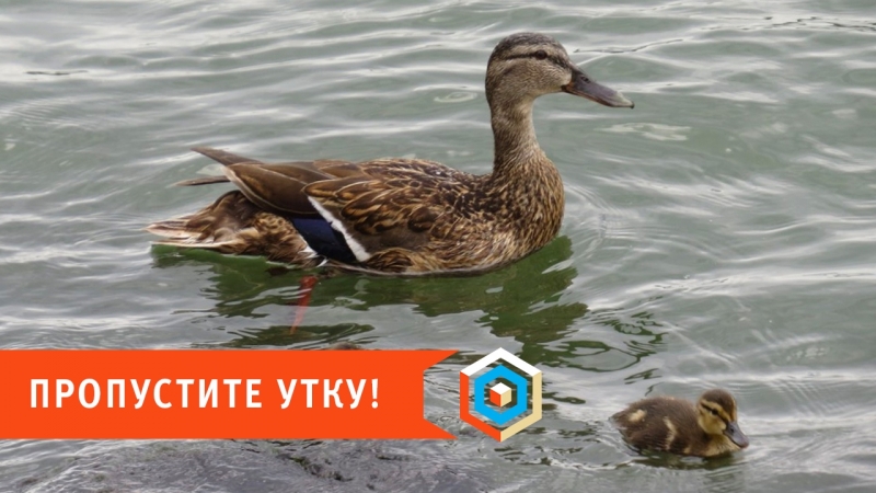 porn пропустите утку простые правила которые спасают жизнь птицам porn
