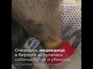porn в ленинградской области лайка принесла домой детеныша который оказался медвежонком porn