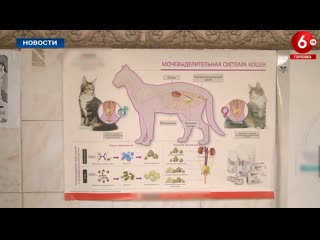 porn медицина лечит людей а ветеринария человечество porn