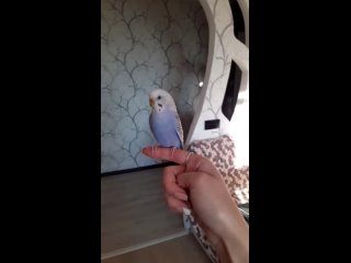 porn как приручить попугая быстро how to tame a parrot quickly porn