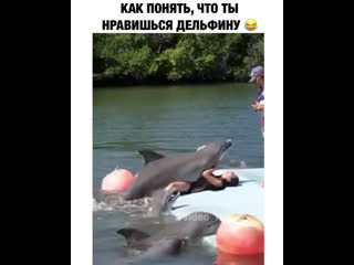 porn как понять что ты нравишься дельфину porn