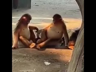 porn объятие форма физической близости универсальная в человеческих сообществах porn