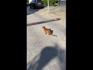 porn у нас недалеко от дома живет кот который не прячется ни от одной молодые ни от маленькой ни от большой он излучает porn