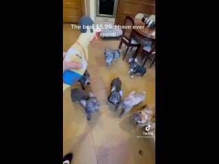 porn бульдоги заинтересовались игрушкой и хотят поскорее поиграть с ней porn