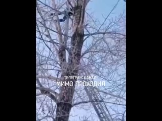 porn подозреваемый в молодые школьницы забрался на дерево омск porn