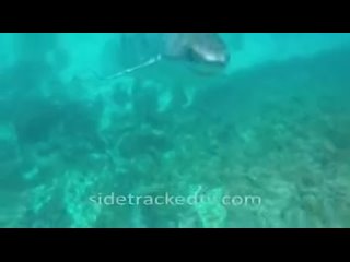 porn dont activate his porn instinct its just a psychological game between human armed with gopro and snorkel vs white porn