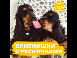 porn хлоя и нена обладательницы аномально длинных ресничек porn
