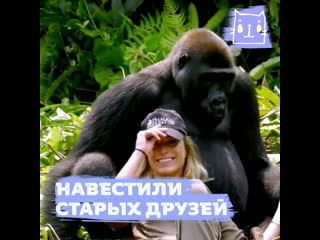 porn огромные и нежные гориллы обнимают девушку porn