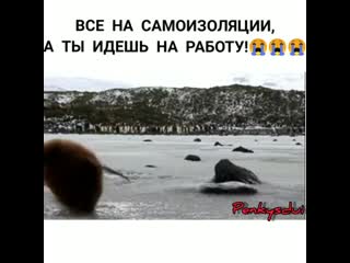 porn пингвин идет на работу я заебался фул версия все сидят на самоизоляции а тебе надо идти на porn
