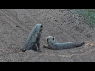 porn wildearth непослушные молодые раздражают маму гепарда porn