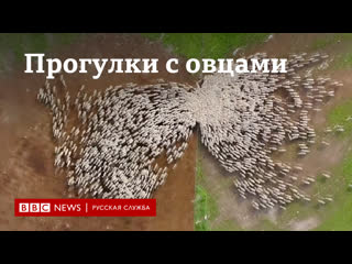porn прогулки с овцами фотограф в израиле 7 месяцев следил за пасущимся стадом с дрона porn