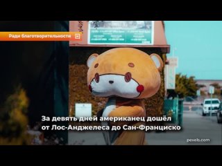 porn парень в костюме плюшевого мишки прошёл около 800 километров ради благотворительности porn
