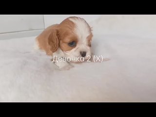 porn 7 968 479 14 04 профессиональный монопородный питомник кавалер кинг чарльз спаниелей из прованса с любовью porn