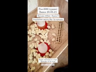 porn venx vid 105690222 045609 019 mp4 porn
