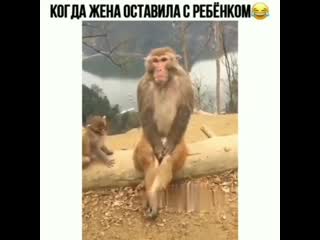 porn по ле таких видео верить начинаю в теорию дарвина porn