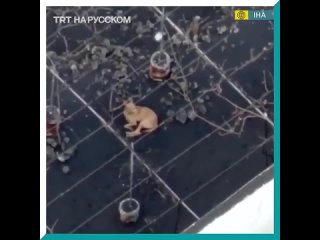 porn молодые острова ла пальма доставляют еду дроны porn