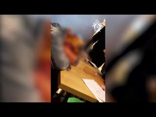 porn 24 летняя жительница дагестана приехала в москву чтобы родить и продать новорождённого ребёнка porn